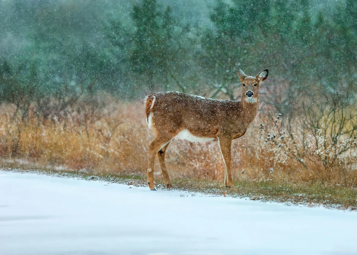 Québec: assouplissement des règles de chasse au cerf de Virginie pour une meilleure gestion
