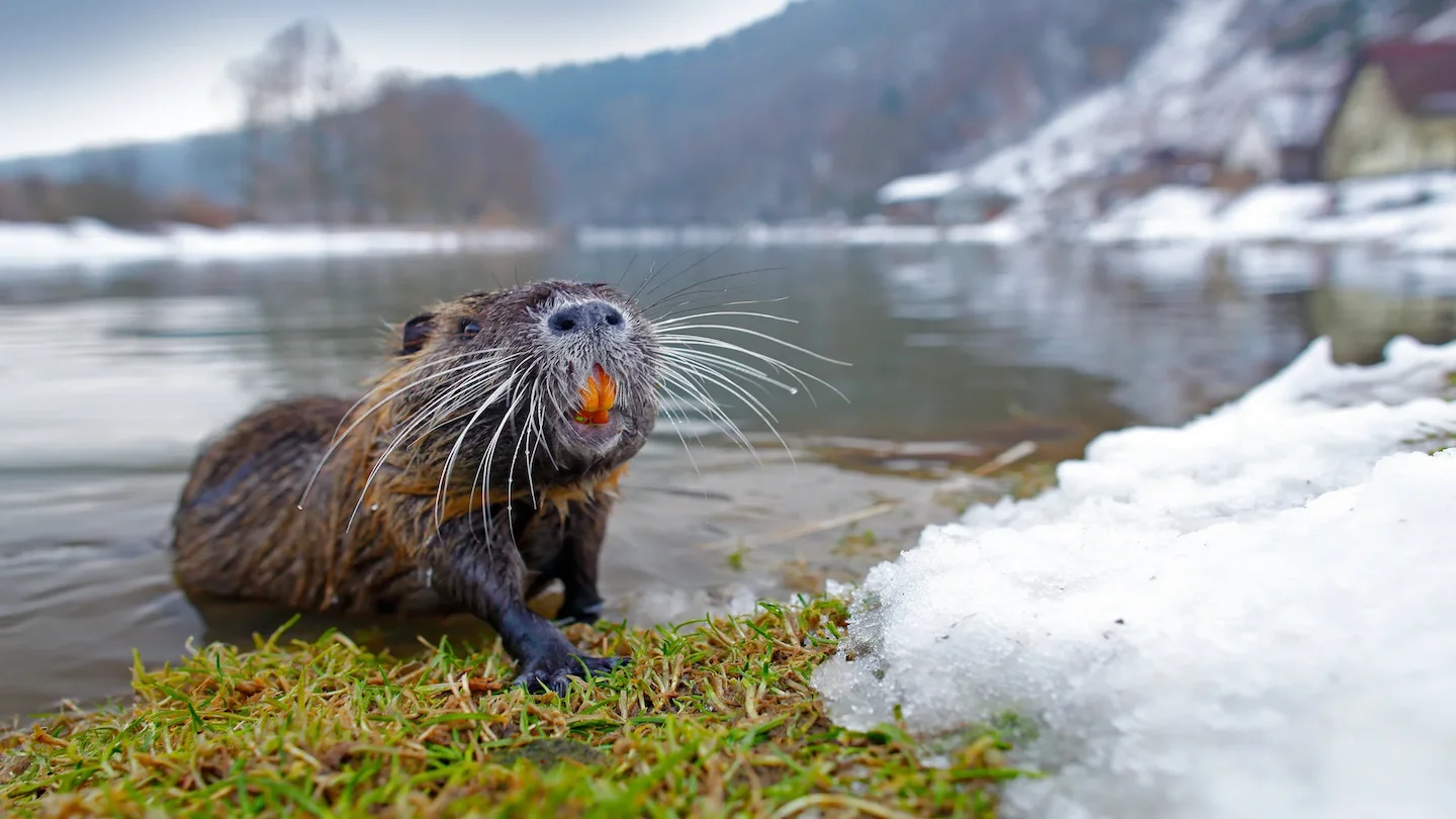 Lombardia: Chi Ostacolerà il Contenimento delle Nutrie Verrà Multato