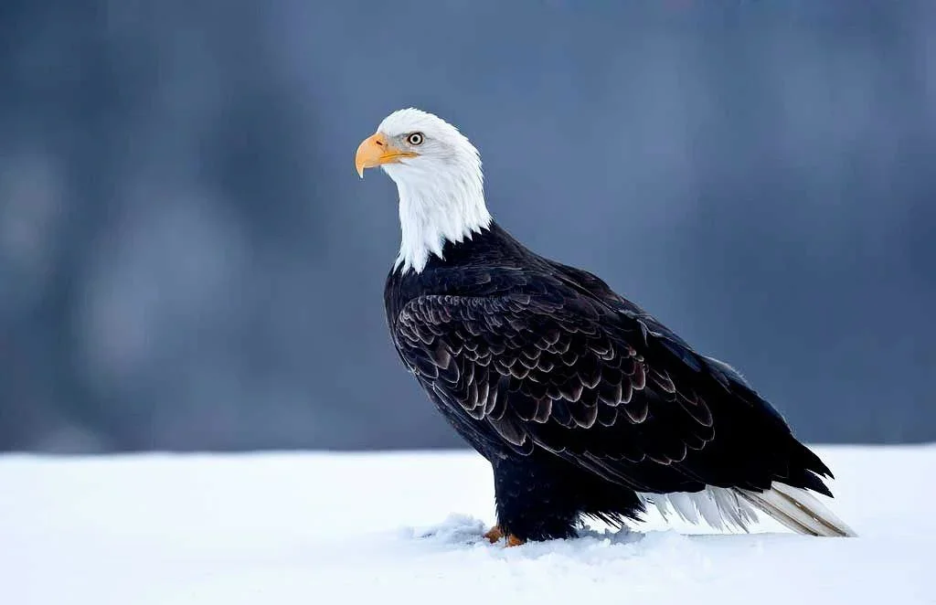 Bald Eagle Attacks Hunting Dog in Nordmaling – Rare but Real Threat Along Sweden’s Coastline