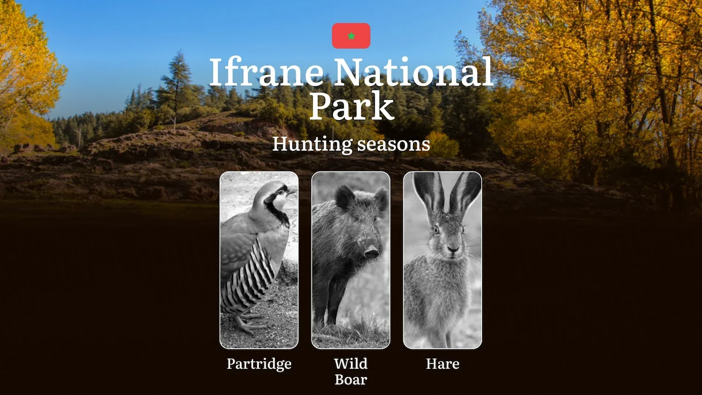 Ifrane National Park: Hunting Seasons and Timing, Regulations and Licensing, Required Documents and Procedures, Tips for…
