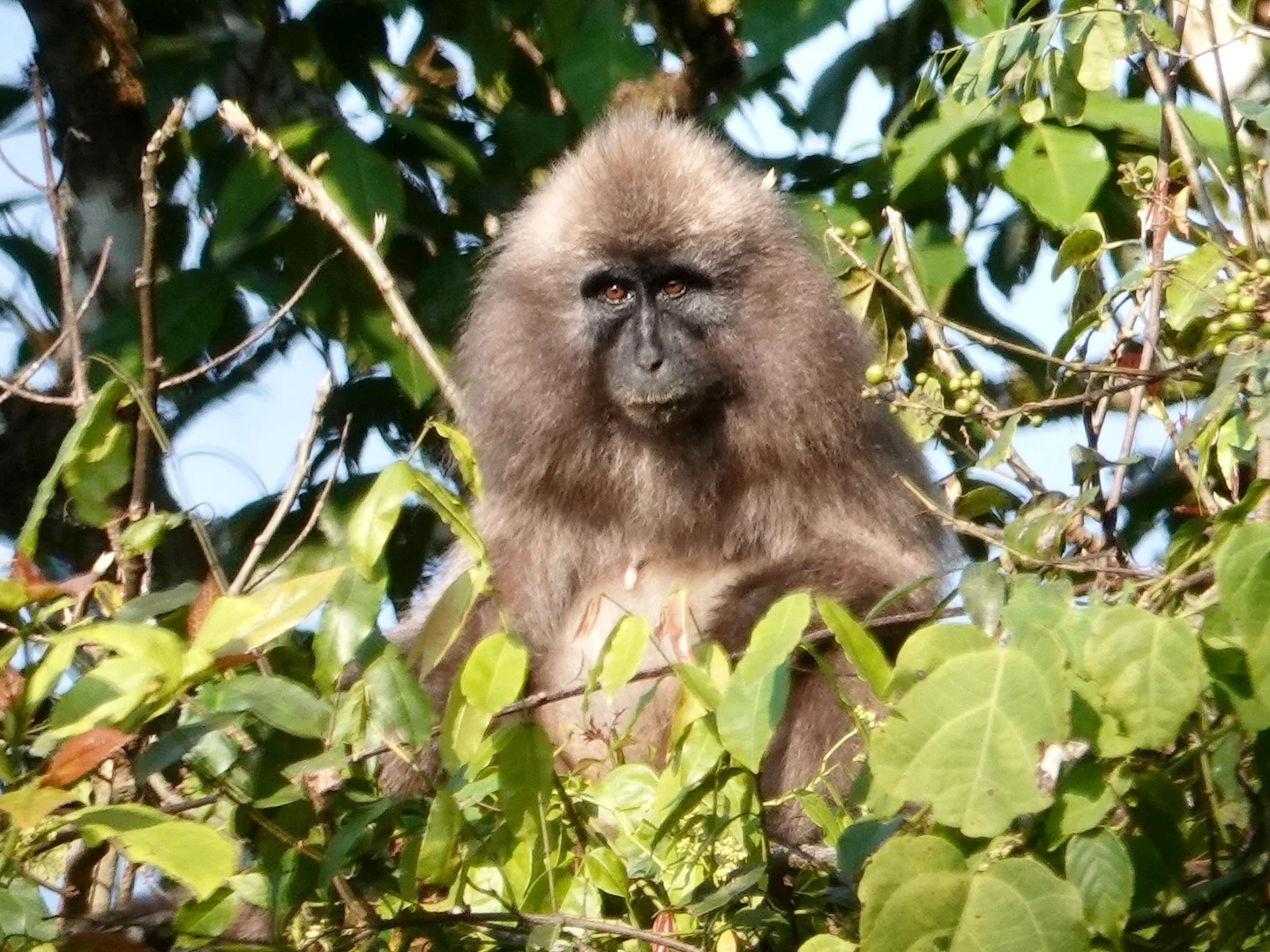 Photo of Hoogland-mangabey (Rungwecebus kipunji)