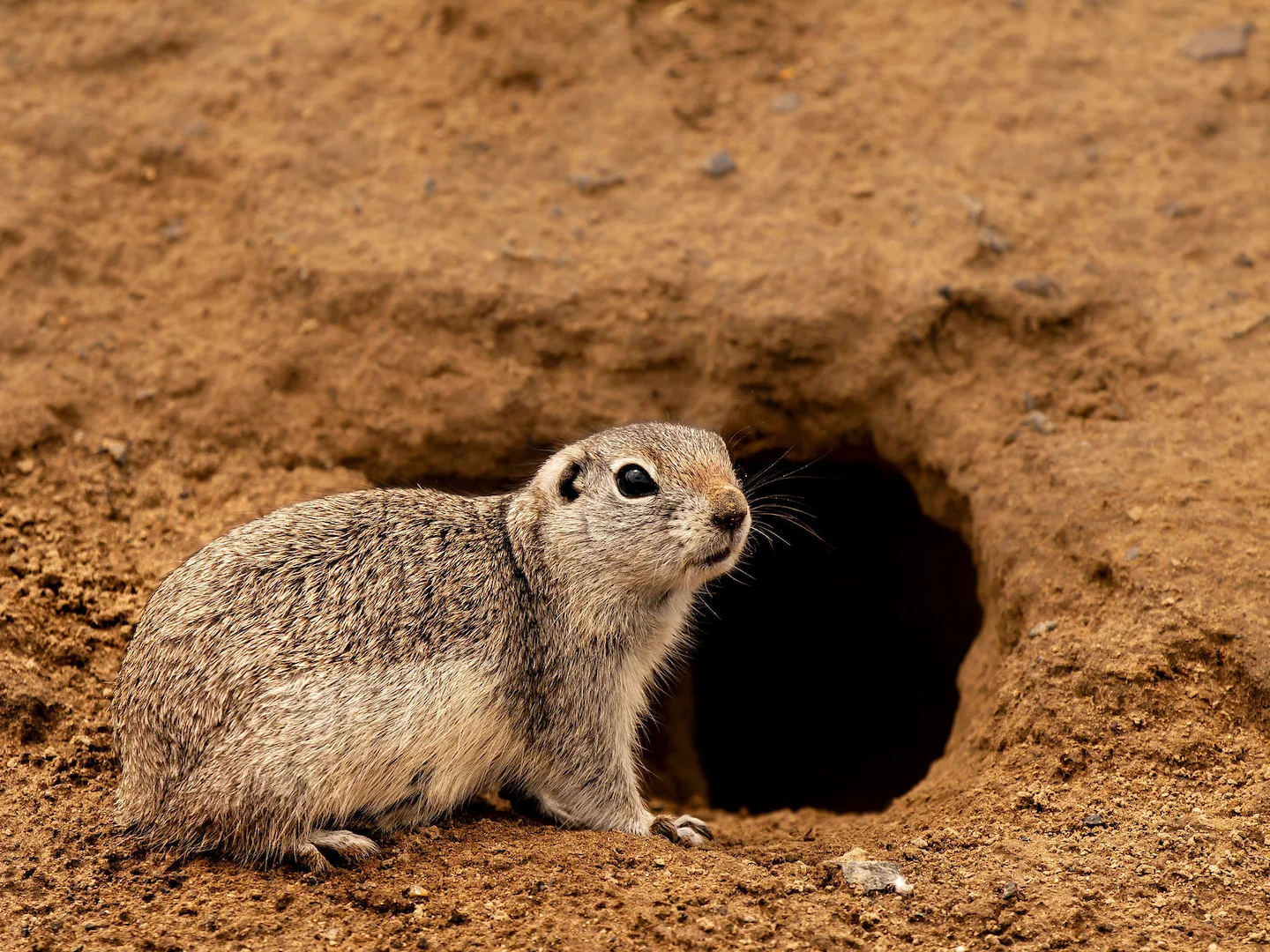 Photo of Townsend se grondseekatjie (Urocitellus townsendii)