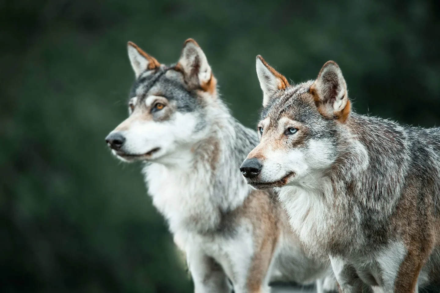 Nombre de loups en France: le bilan officiel 2026 et le quota d'abattage