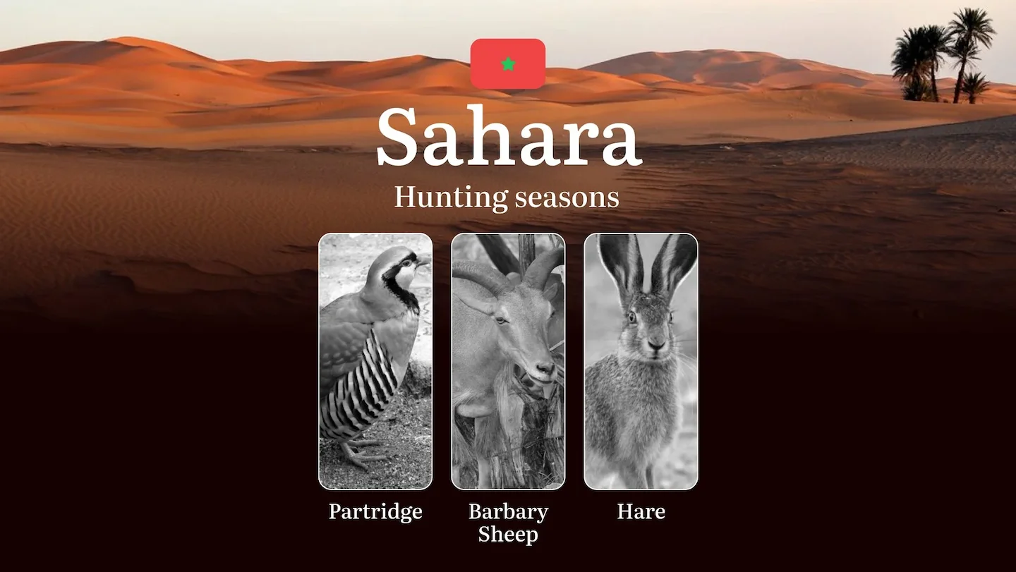 Hunting Periods and Local Rules in the  Sahara: Species You Can Hunt Throughout the Year, Seasonal Activity of Game, and…