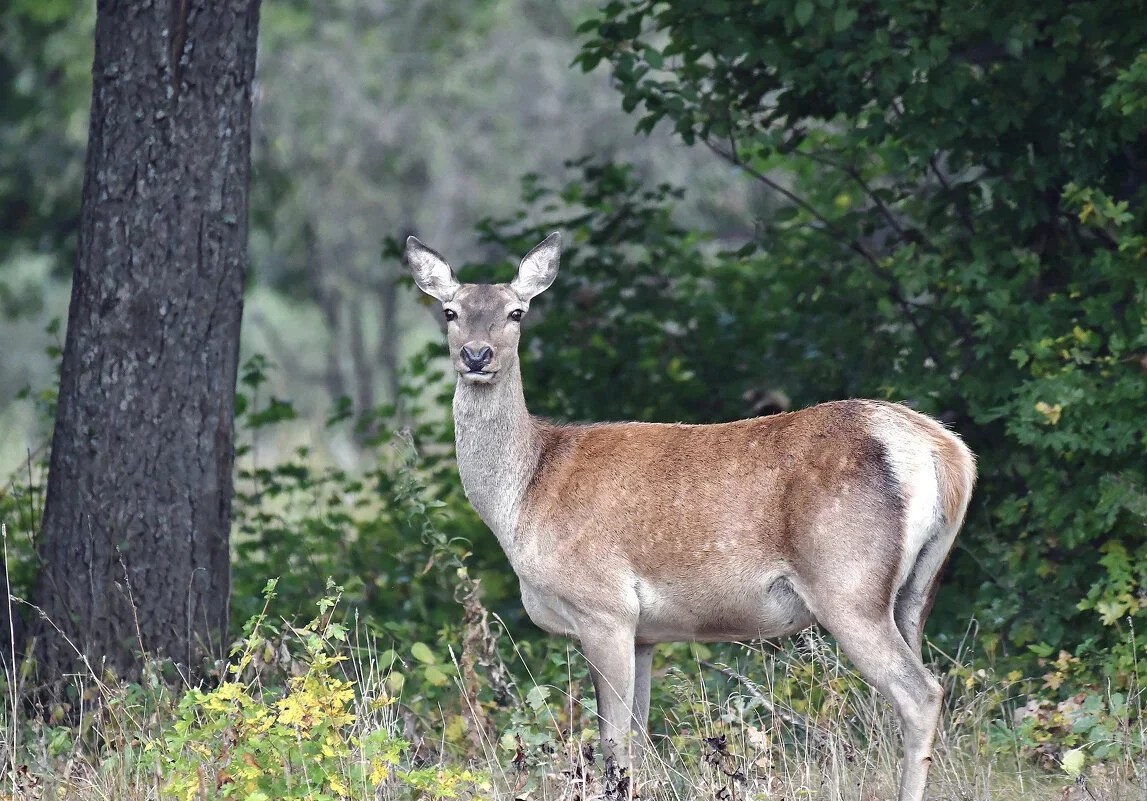 Hirsch in Schonzeit erlegt: Wilderei-Fall Oberösterreich