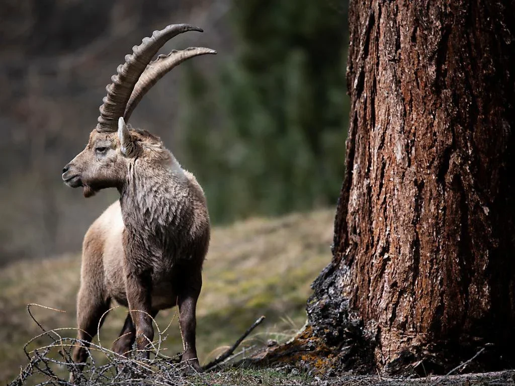 Caccia allo stambecco in Valle d'Aosta: aggiornamenti ufficiali e percorso verso l'inserimento tra le specie cacciabili