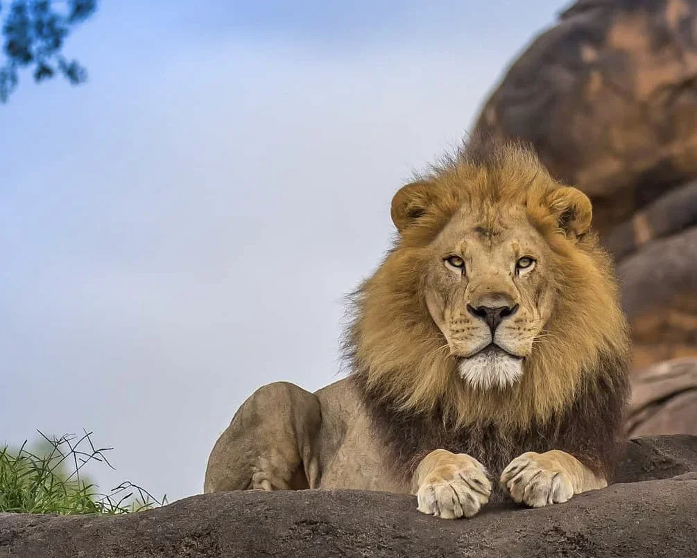 One for the Road: Terry Wieland's Unforgettable Lion Encounters in Africa