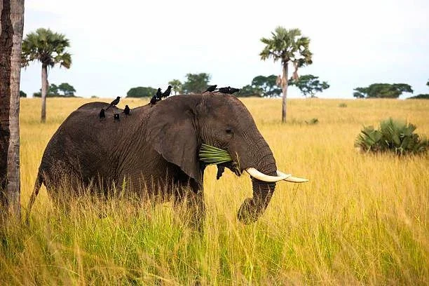 Tragedy in South Sudan: Last Elephant of Badingilo National Park Poached, Tusks Removed