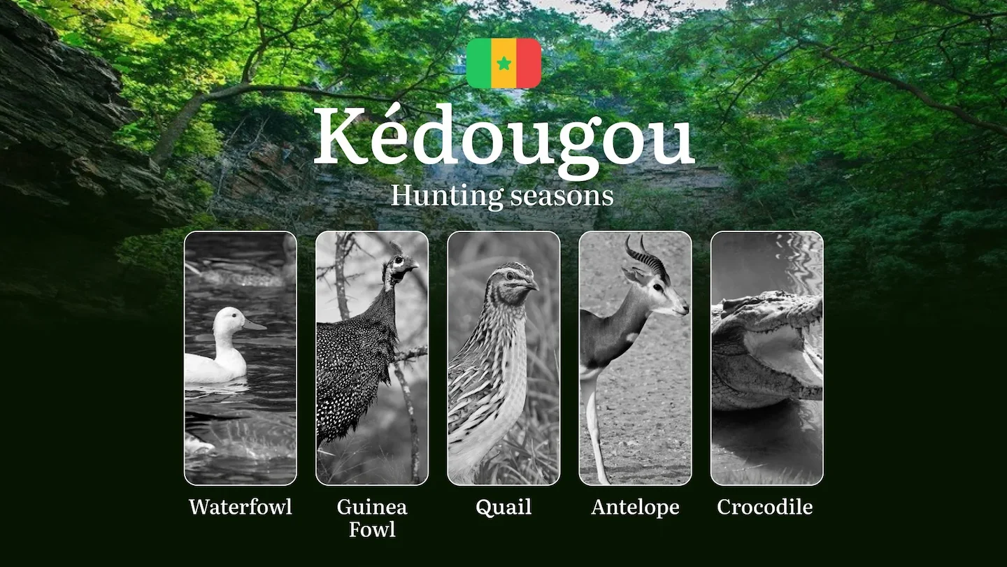 Hunting Dates in Senegal: The KÉDOUGOU Region – Seasons and Timing, Rules, and Preparation, Tips for Choosing Location a…