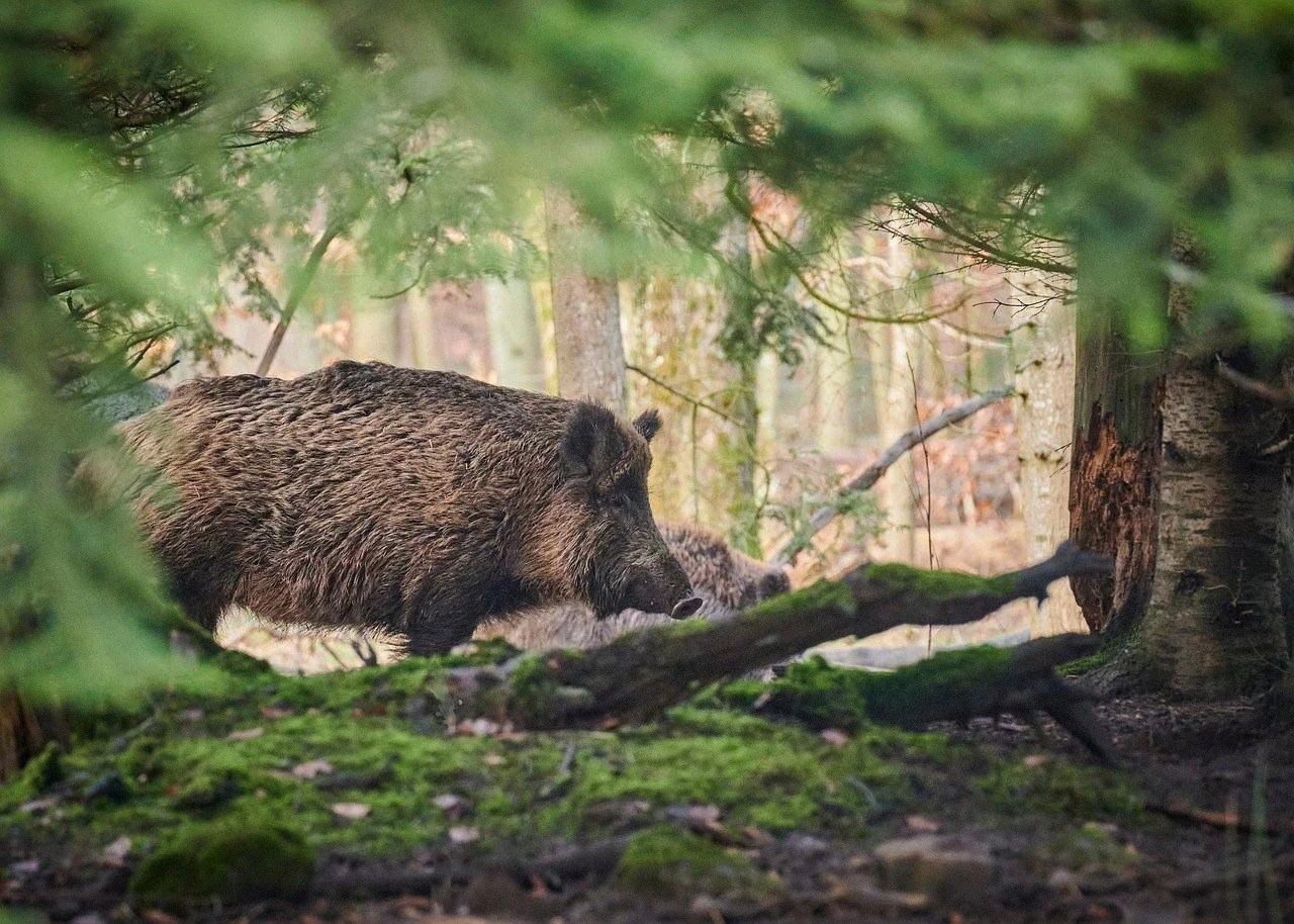Vakamulos en Galicia: la plaga de superjabalíes que triplica el peso de un jabalí normal y altera bosques, campos y carr…