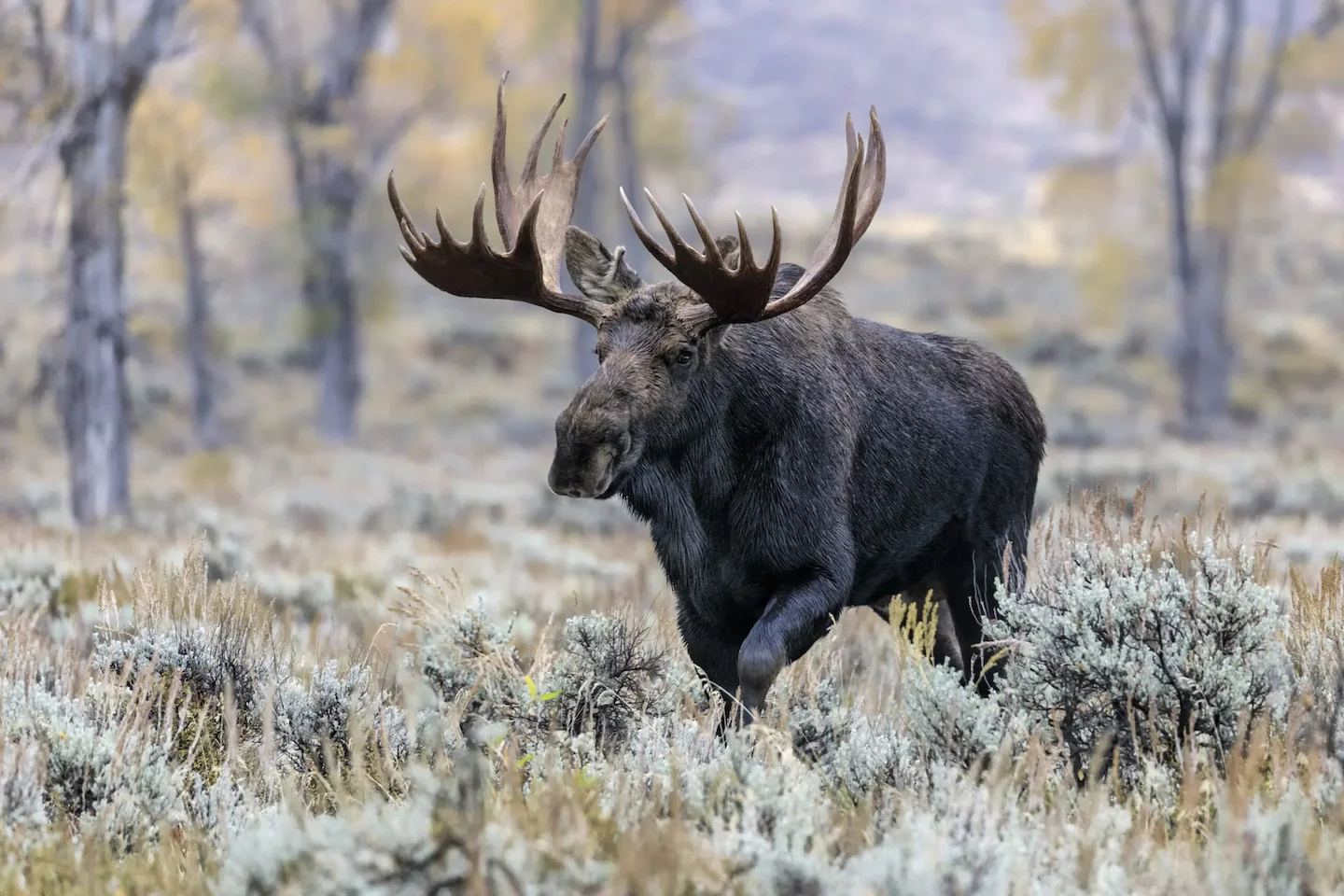 Shiras Moose (Wyoming Moose, Yellowstone Moose)