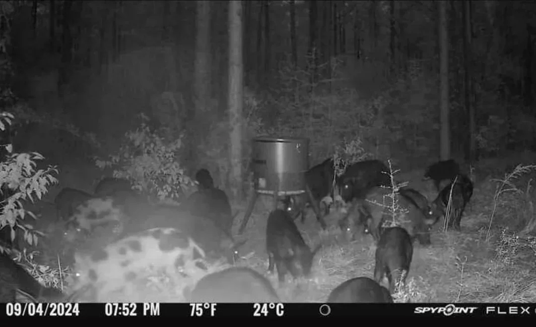 I think I may have a hog problem what do you think 😂😂??