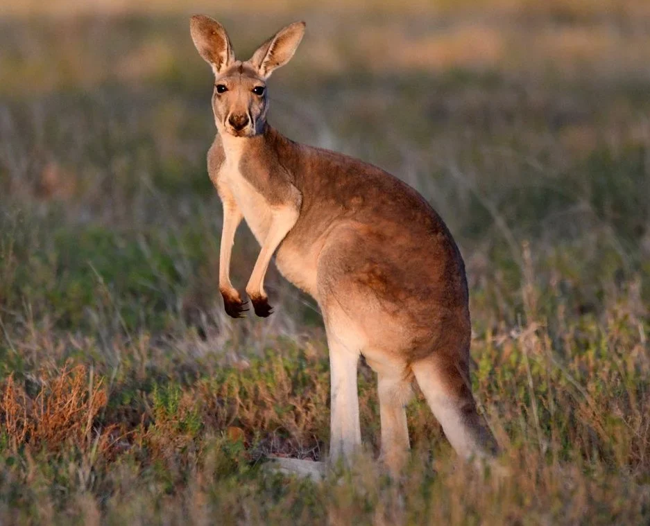 Kangaroo Bone Reveals No Signs of Hunting