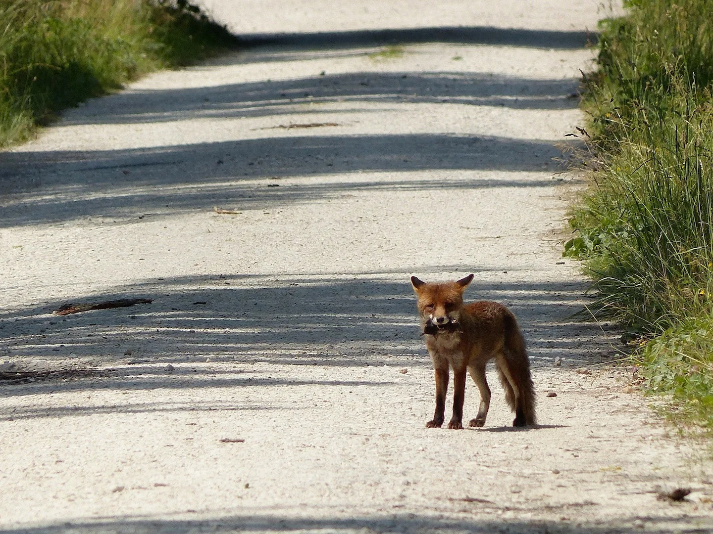 Photo of Europese mol (Talpa europaea)