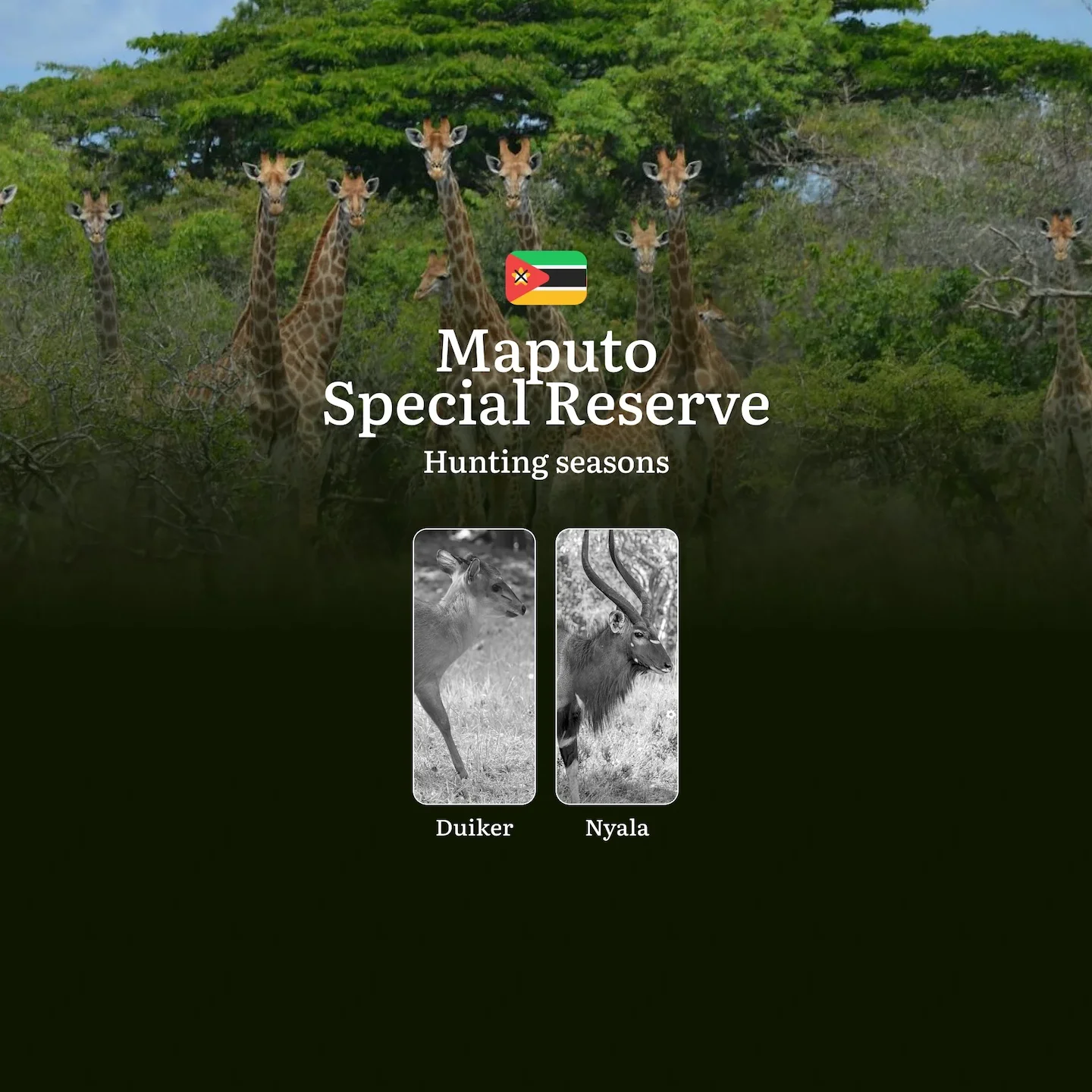 Where the Indian Ocean Meets the Bush: Maputo Special Reserve's Unique Hunting Seasons and Coastal Game Secrets