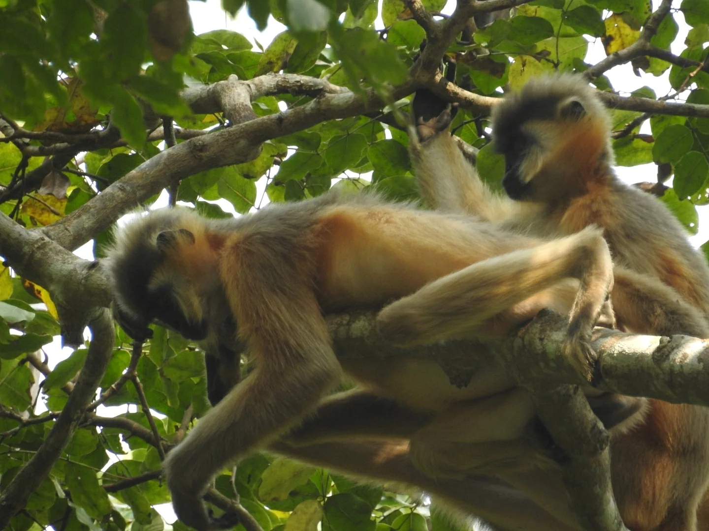 Photo of Kaplangur (Trachypithecus pileatus)