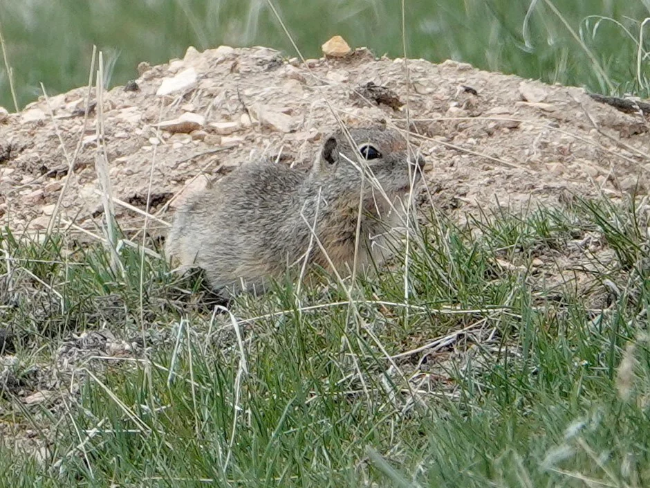 Photo of Idaho-grondseekat (Urocitellus brunneus)