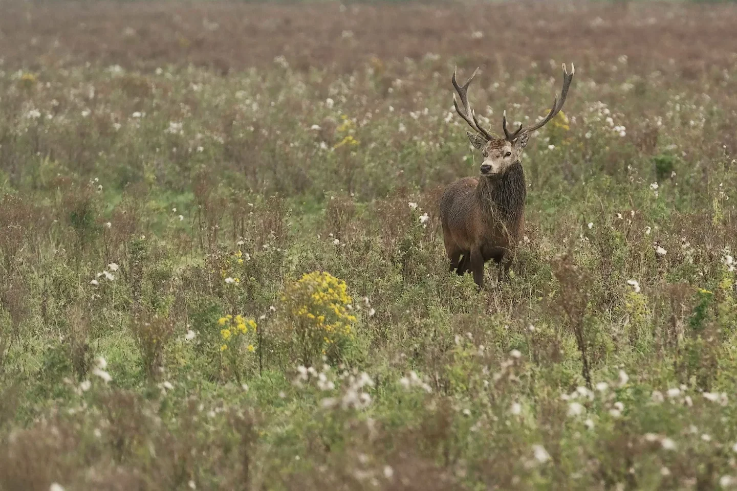 New Zealand Authorities Urge Responsible Firearm Handling During “Roar” Hunting Season