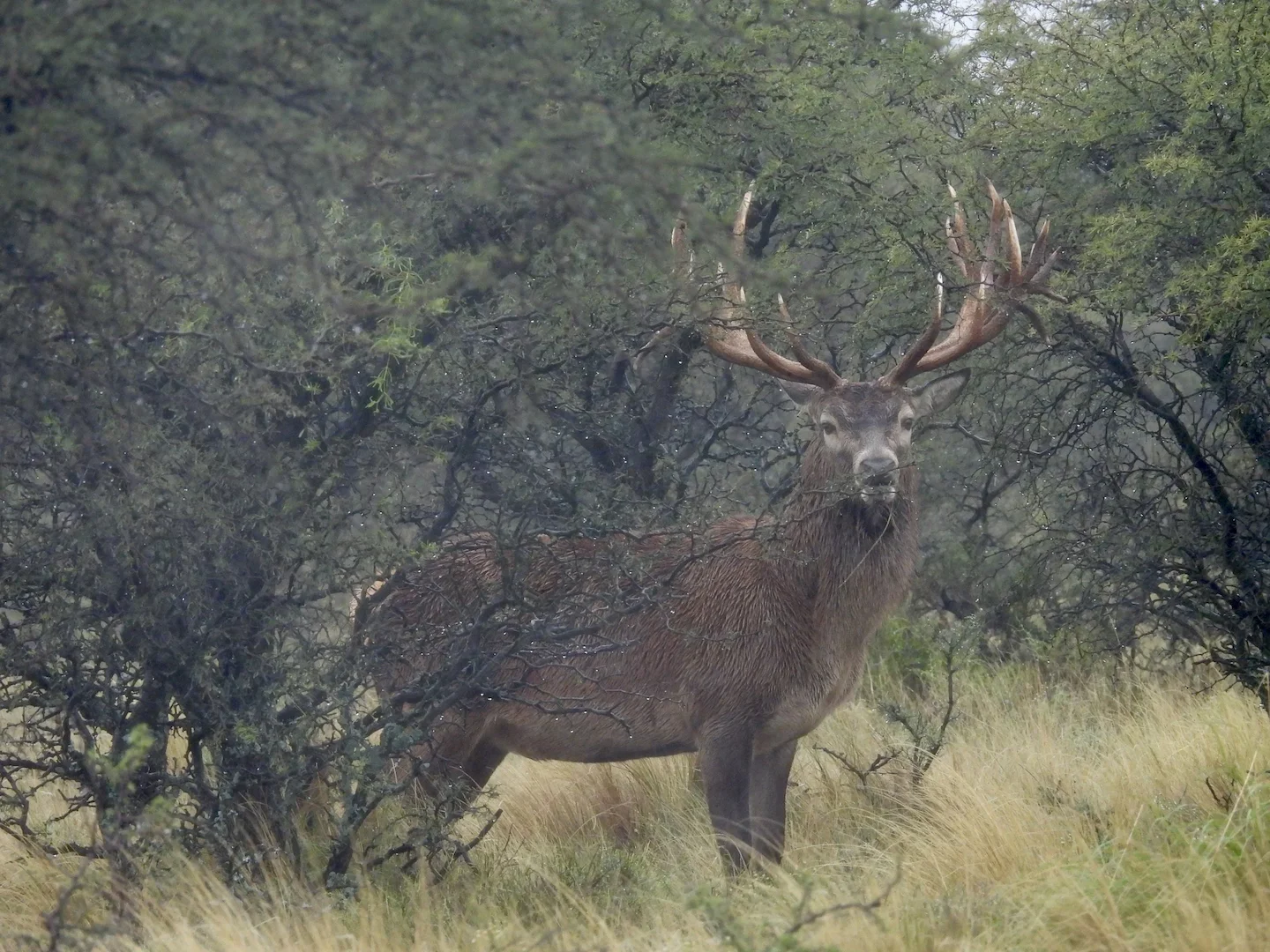 Www.huntinglapaz.com