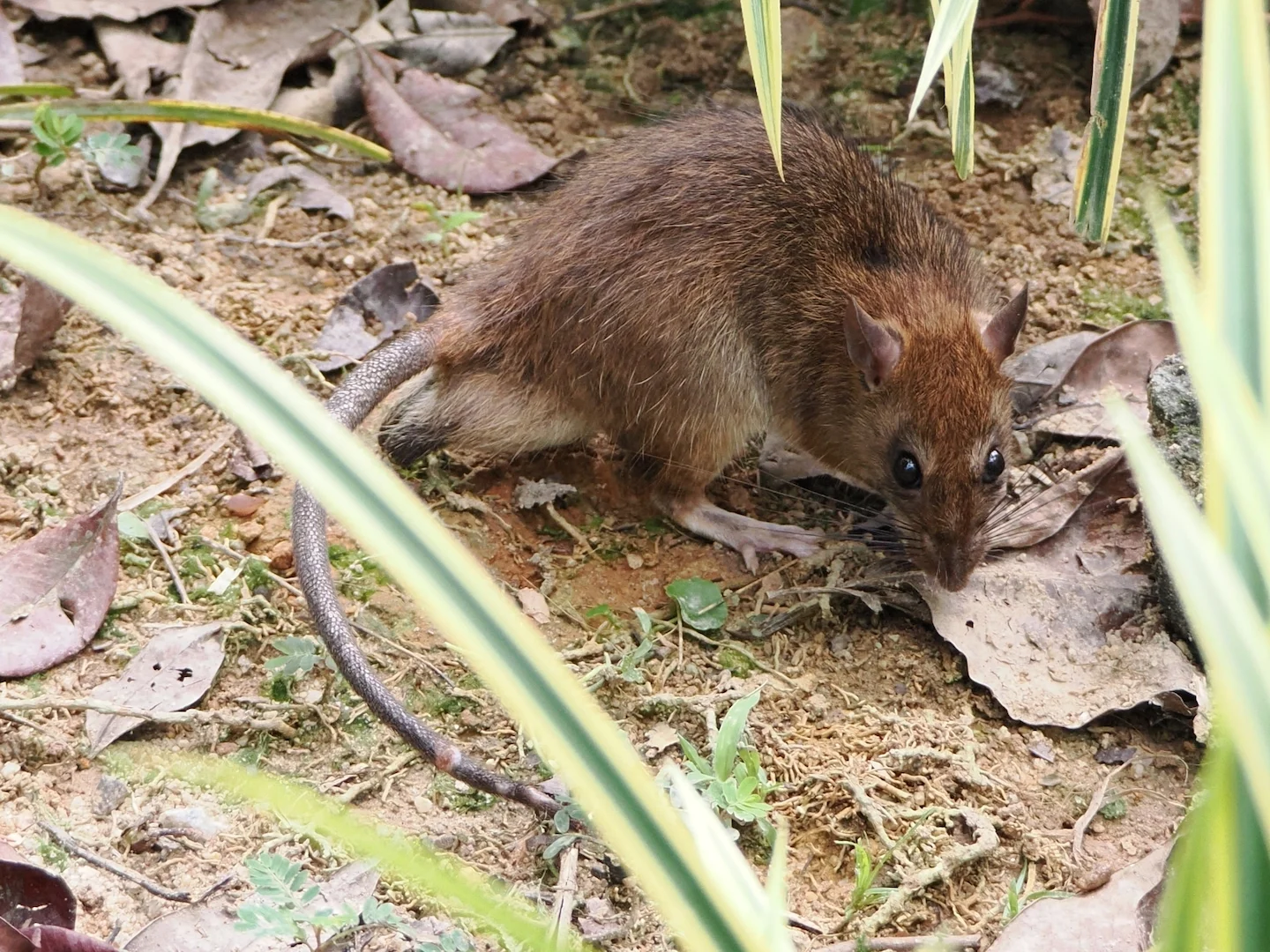 Photo of Oos-Asiatiese huismuis (Rattus tanezumi)