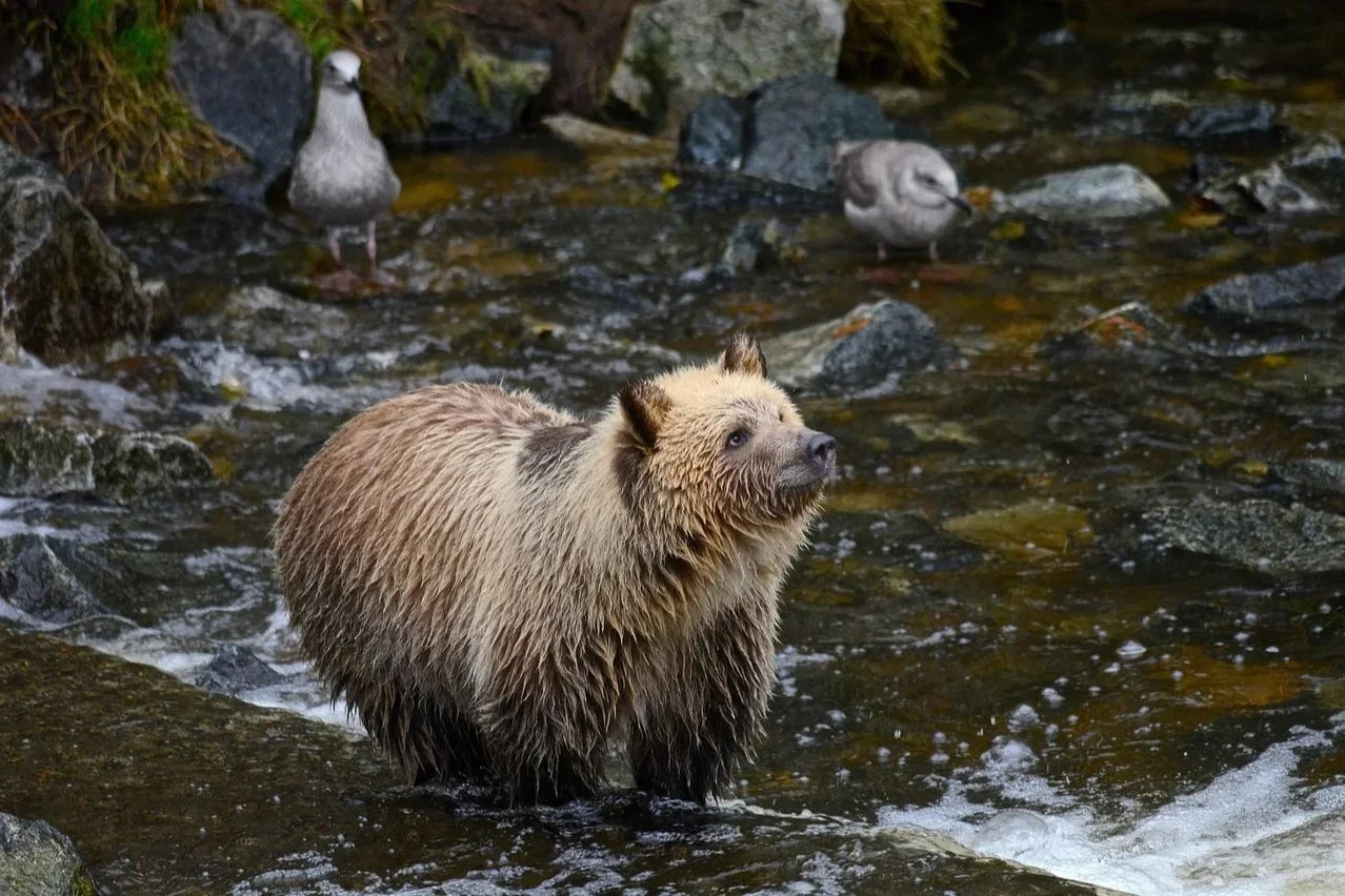 Finland Bear Hunting 2026: Expert Guide for Hunters & Outdoor Enthusiasts