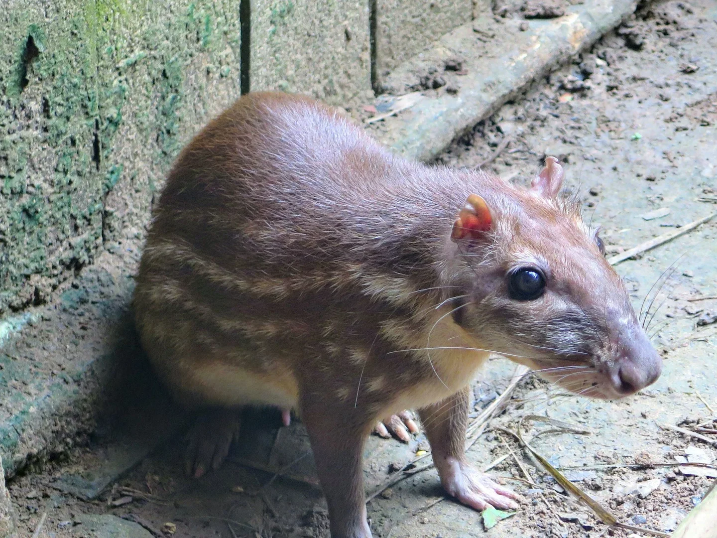 Paka (Agouti)