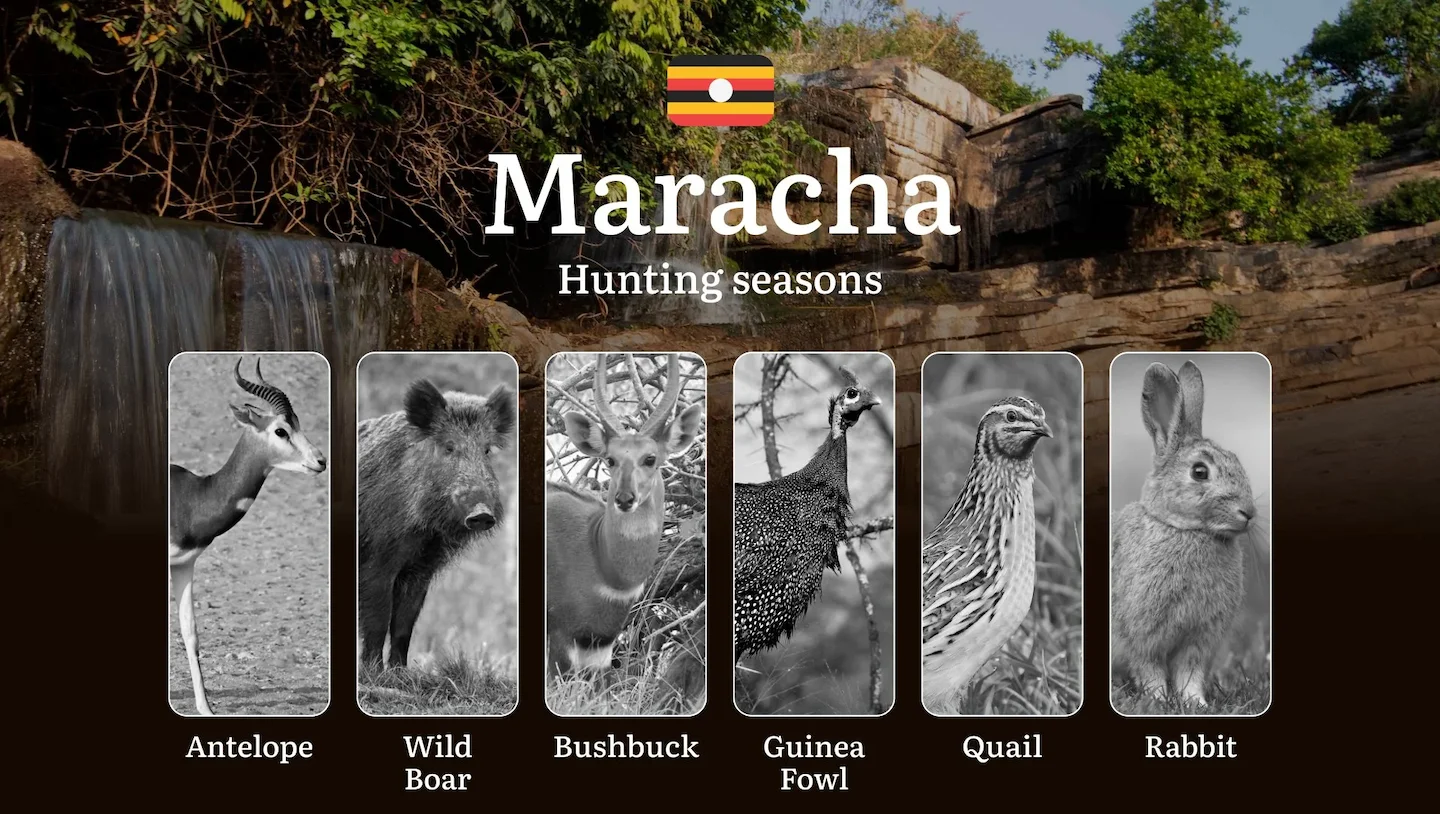 Permitted Hunting Intervals in Maracha: Year-Round Huntable Wildlife, Seasonal Migration of Game, and the Process for Se…