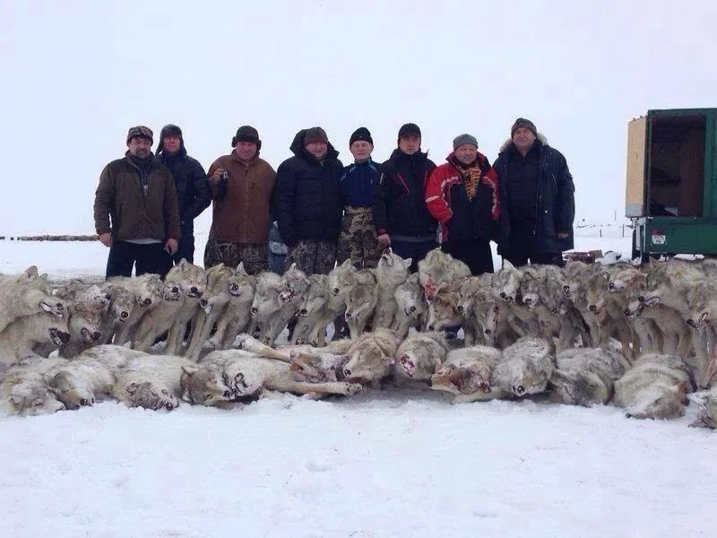 Охота на волка в Казахстане: сезоны, методы, трофеи и лучшие регионы