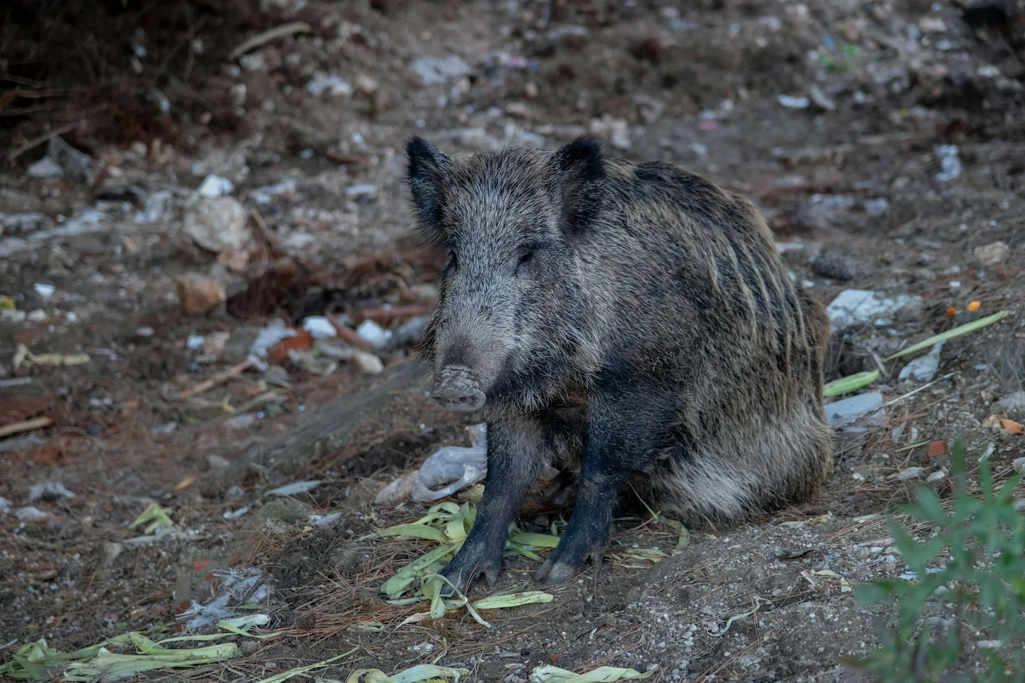 Afrikanische Schweinepest Österreich 2026: ASP-Risiko, Jagd & Wildschwein-Prävention