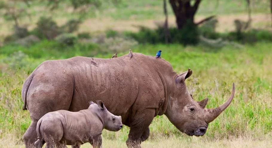 ‘Ridiculous’ plan developed in US zoo saves wild rhino’s bleeding eyes in Africa