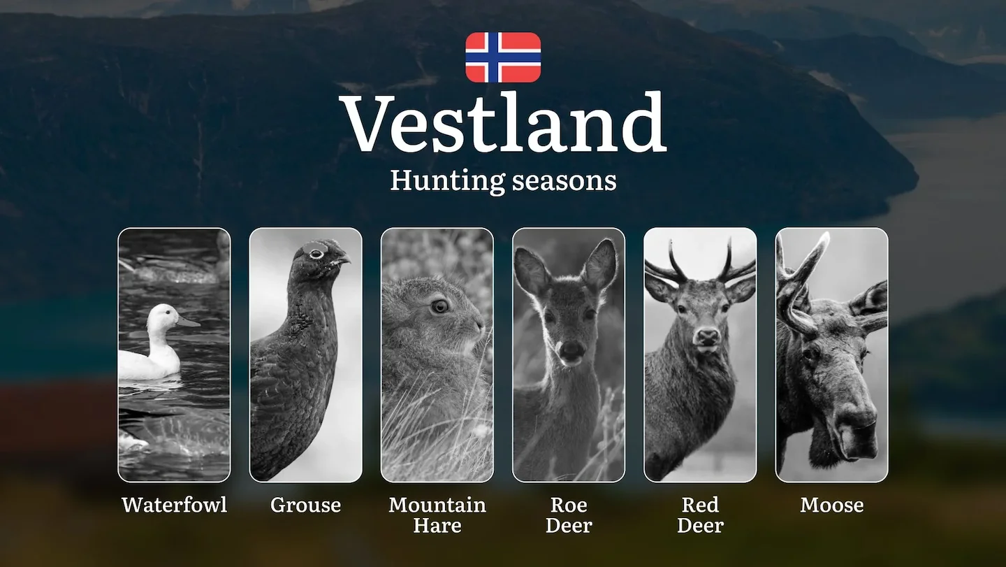 Hunting Periods and Local Rules in Vestland: Species You Can Hunt Throughout the Year, Seasonal Activity of Game, and th…
