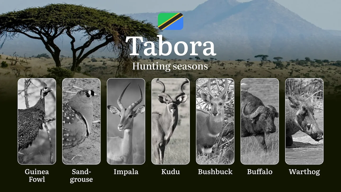 Official Hunting Timeline in Tabora: Legal Limits and Seasonal Bans, Licensing Rules, Fines and Consequences for Breache…