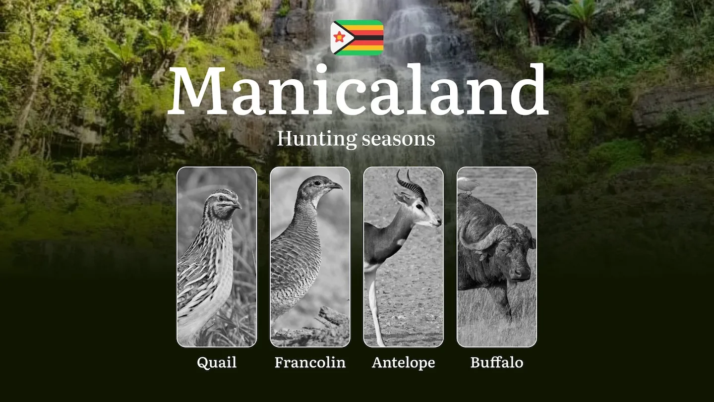 Seasons of Hunting in MANICALAND, Zimbabwe: Hunting Periods, Licenses, Rules, and Times, Penalties for Violating Hunting…