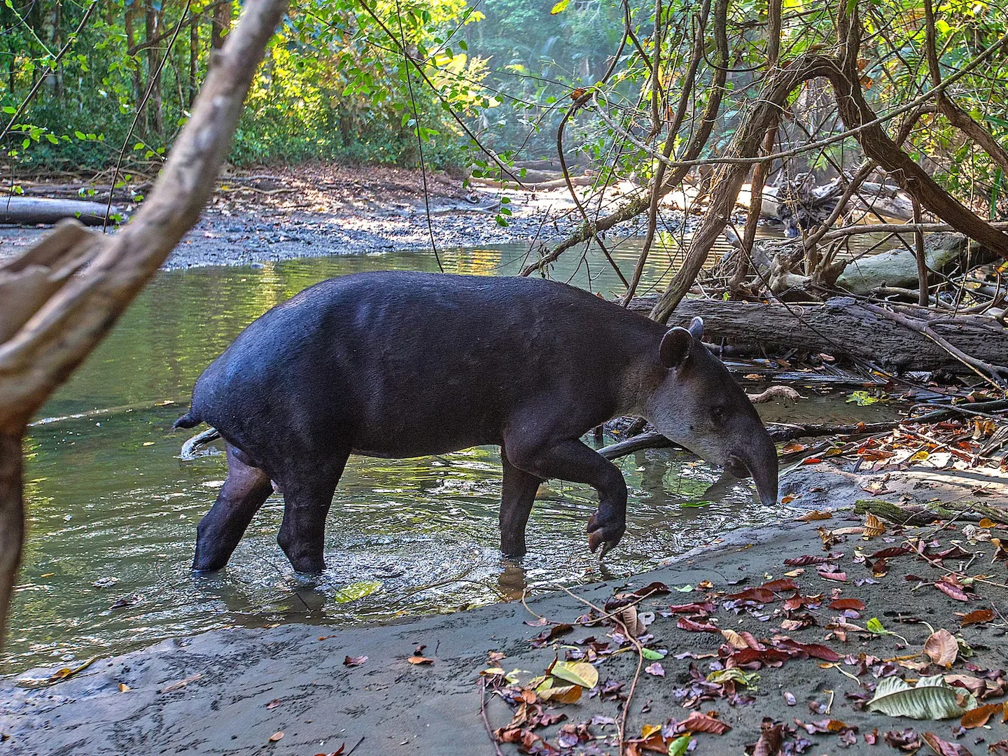 Photo of Tapir Baird (Tapir Trung Mỹ) (Tapirus bairdii)