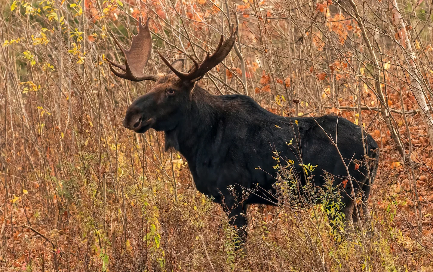 Témiscamingue souhaite un meilleur encadrement des chasseurs non-résidents