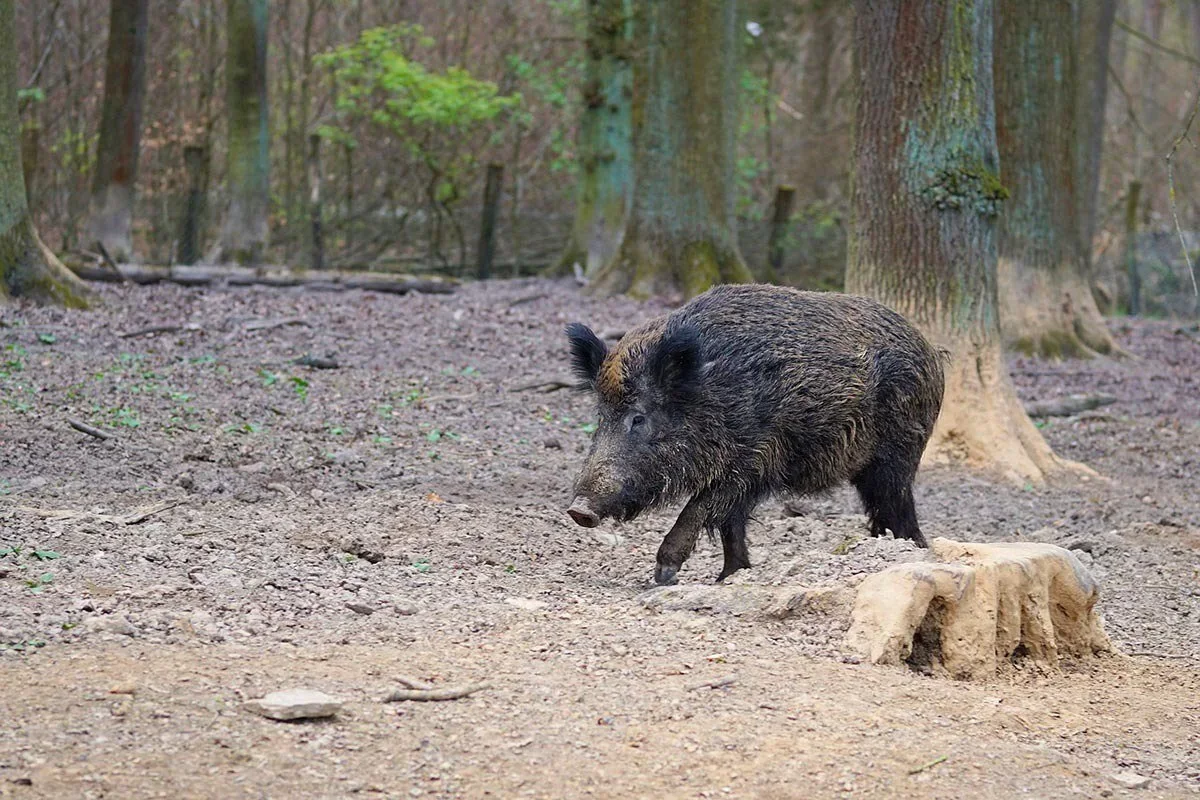 Caccia al Cinghiale in Calabria: Confermato il Prelievo in Battuta fino al 31 Marzo 2026