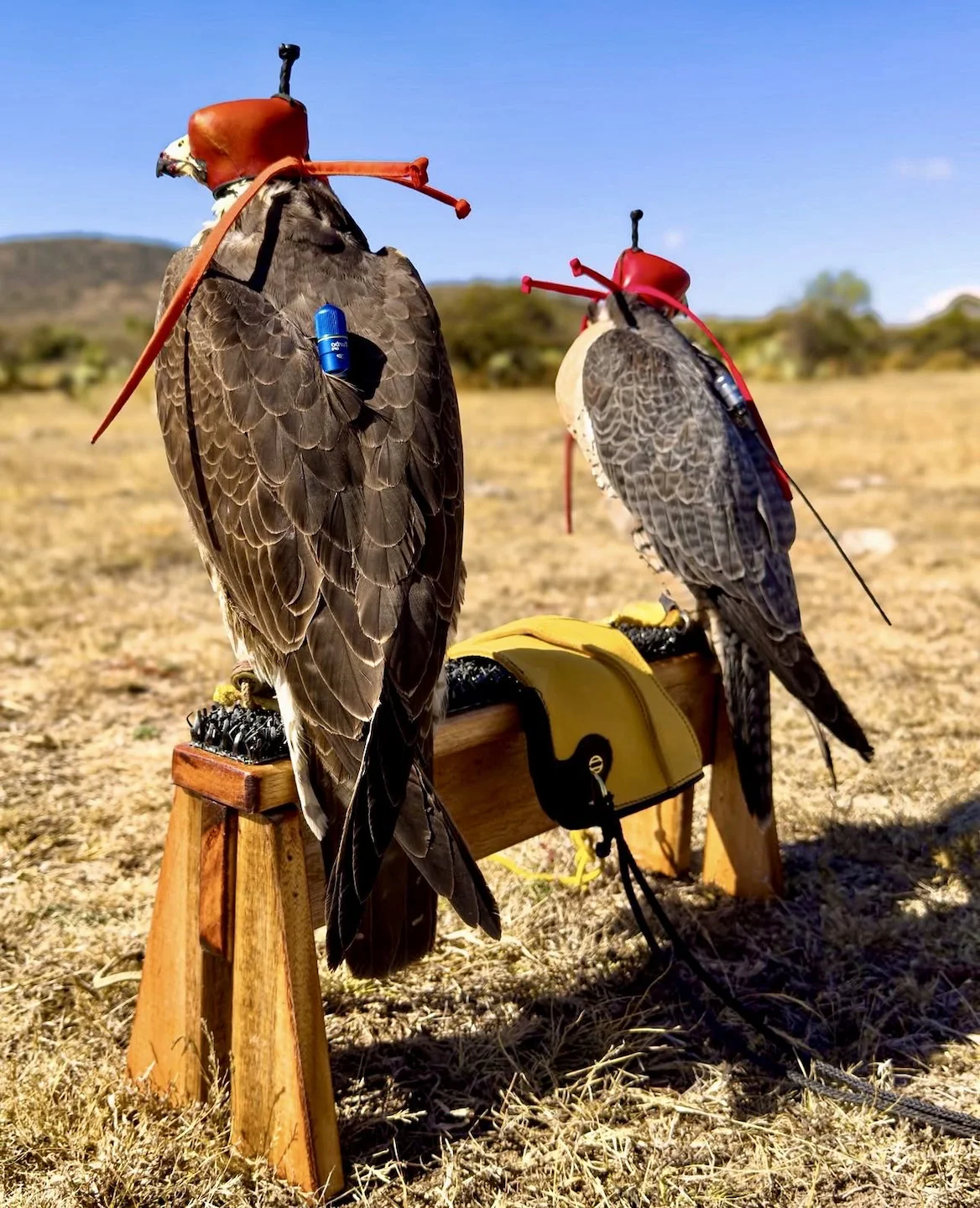 How Much Does Falconry Hunting Cost?