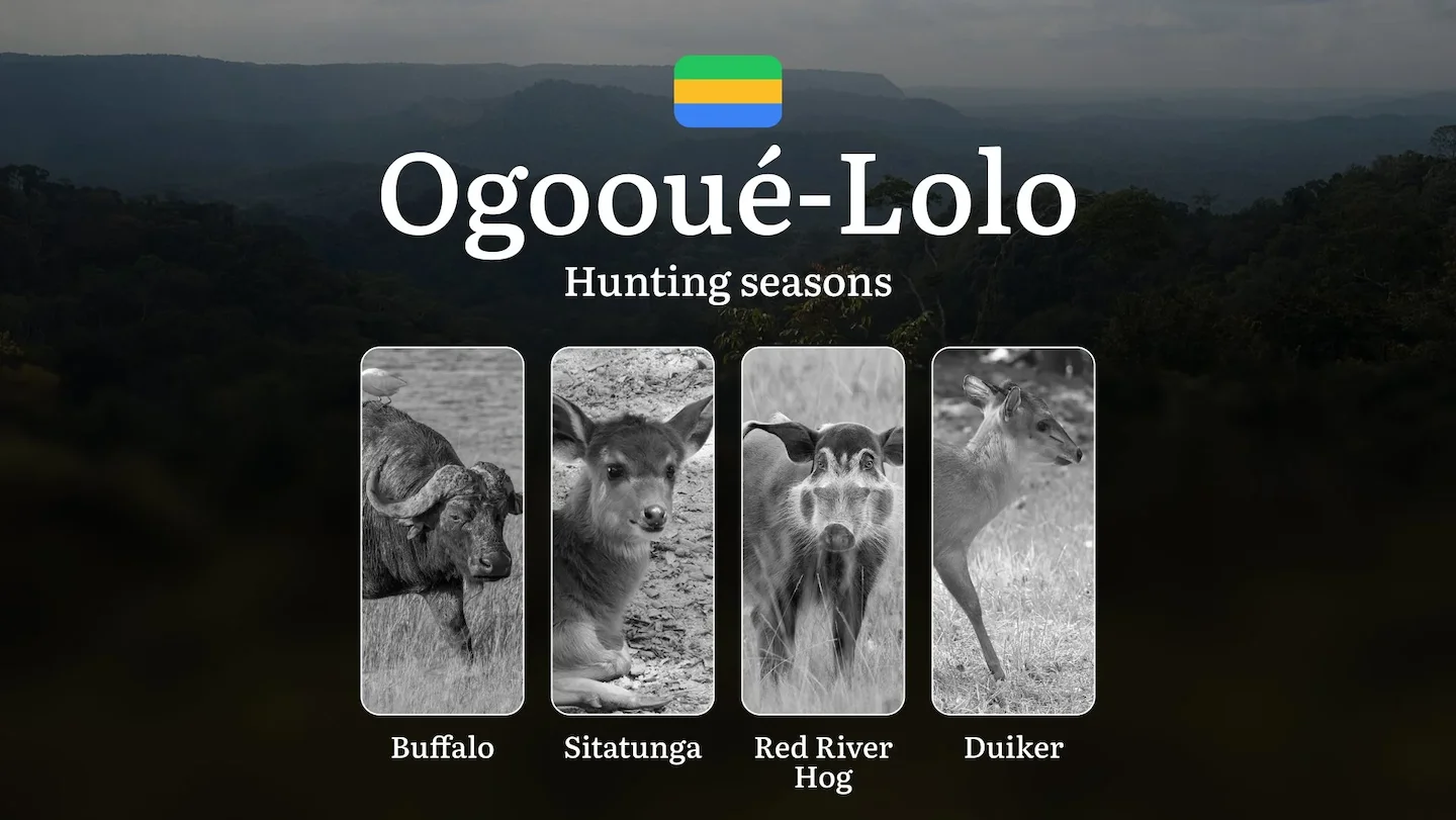 Hunting Seasons in OGOOUÉ-LOLO: Key Dates, Optimal Hunting Periods, Vital Regulations, Practical Tips, Licensing Process…