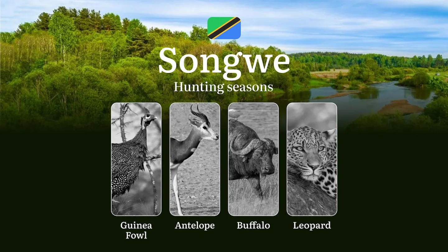 Songwe: Official Hunting Dates, Regulatory Limits and Seasonal Prohibitions, Licensing Rules, Fines and Legal Penalties…