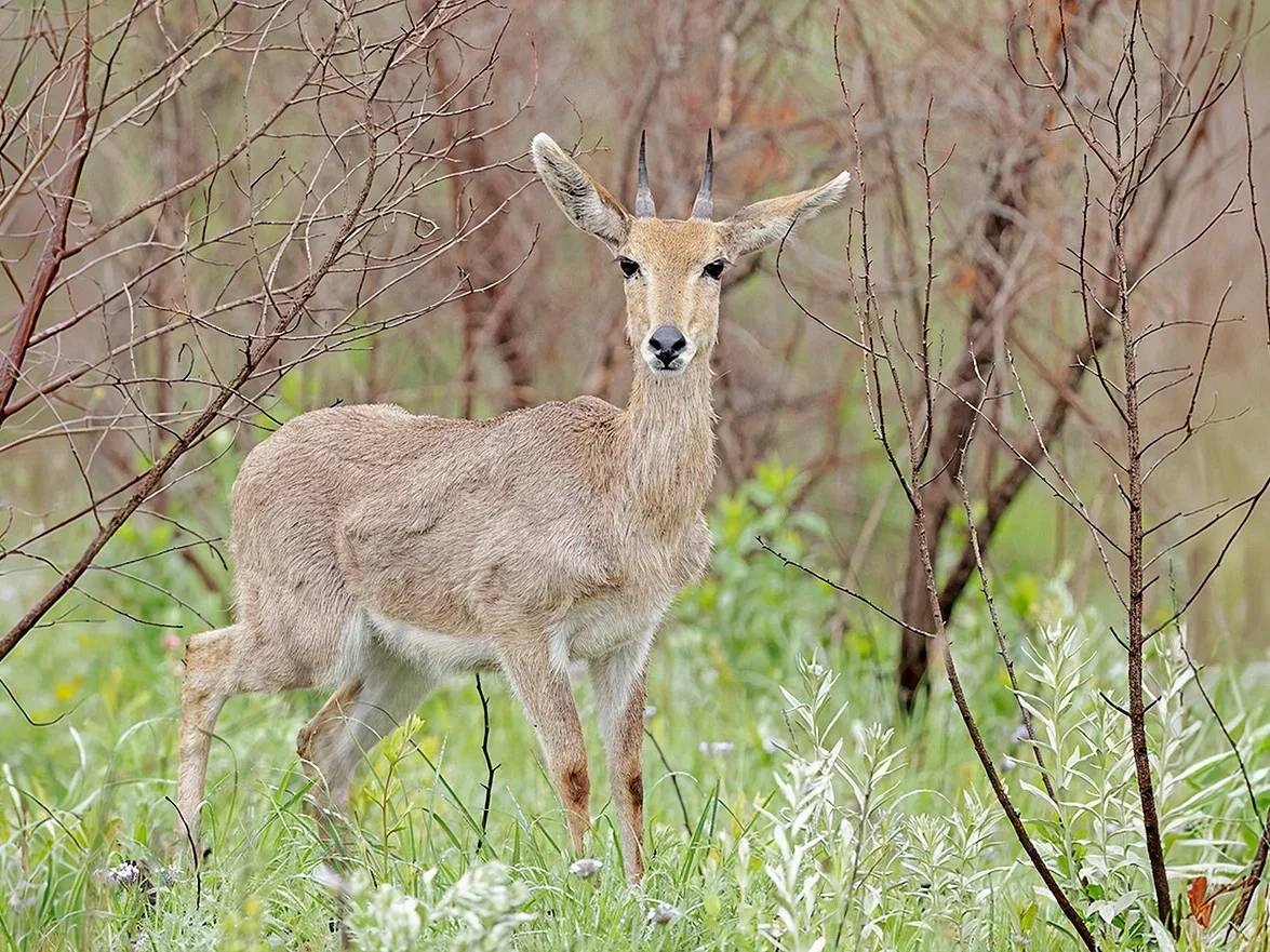 Photo of Rooibok (Vaalpensrooibok) (Redunca fulvorufula)