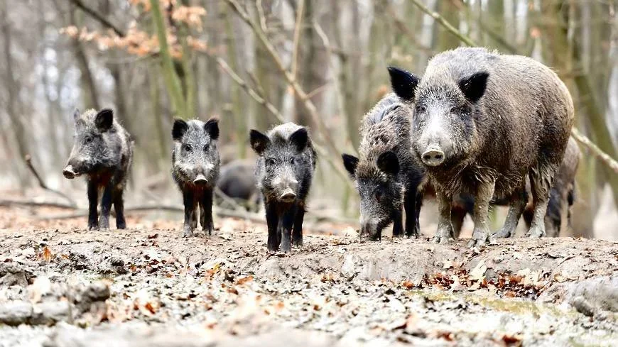 Wild Boar Control Hunting in Sweden Becomes Easier Under New Regulation