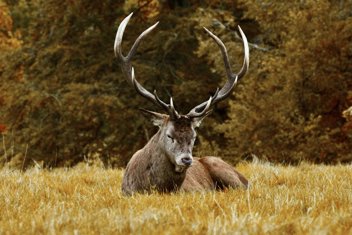 Rothirsch Hegeschau 2026: 50 Jahre Jagd-Tradition in Walenstadt