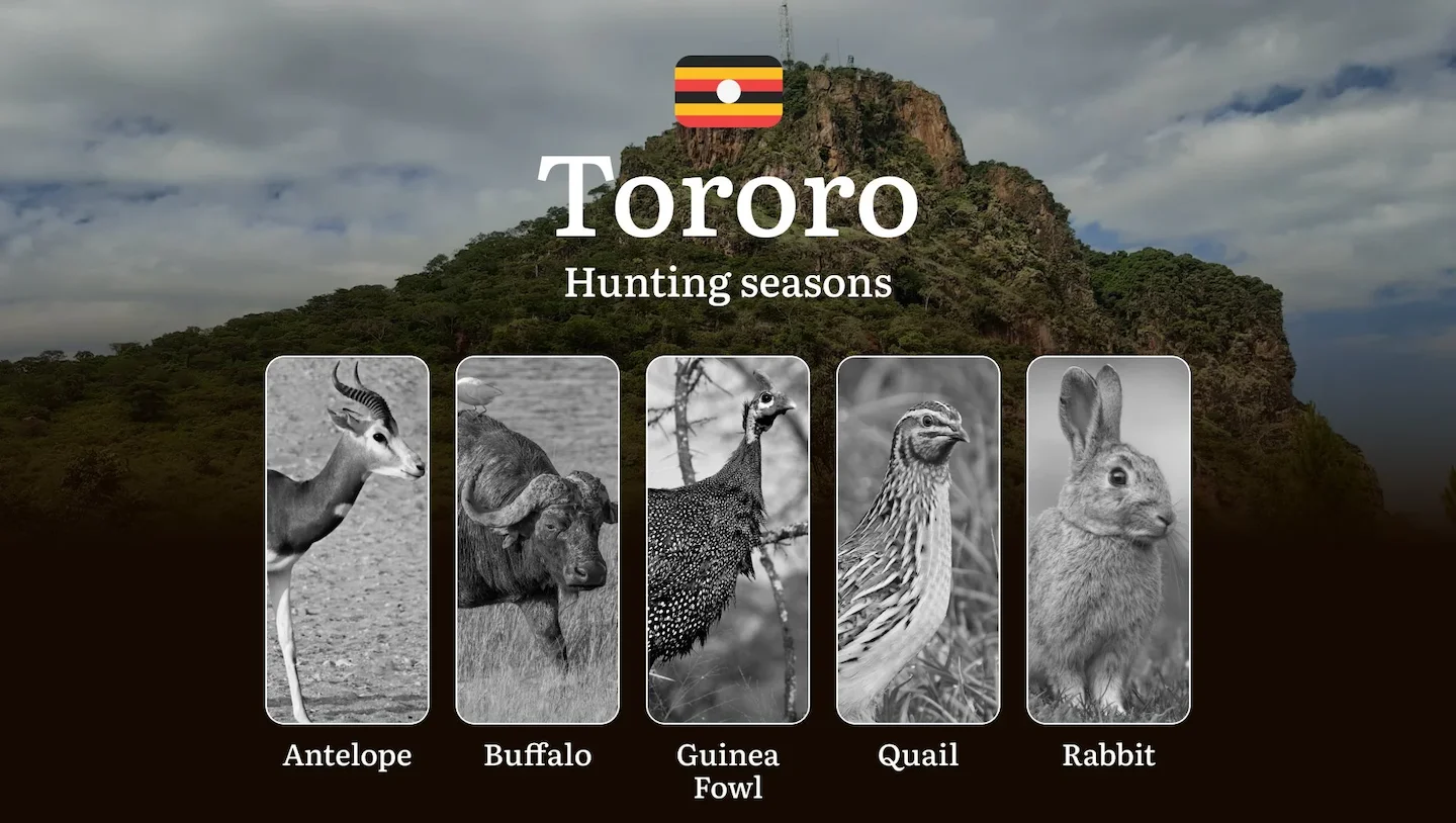 Hunting Season Dates in Tororo: Regulatory Caps and Seasonal Closures, License Requirements, Penalties and Legal Outcome…