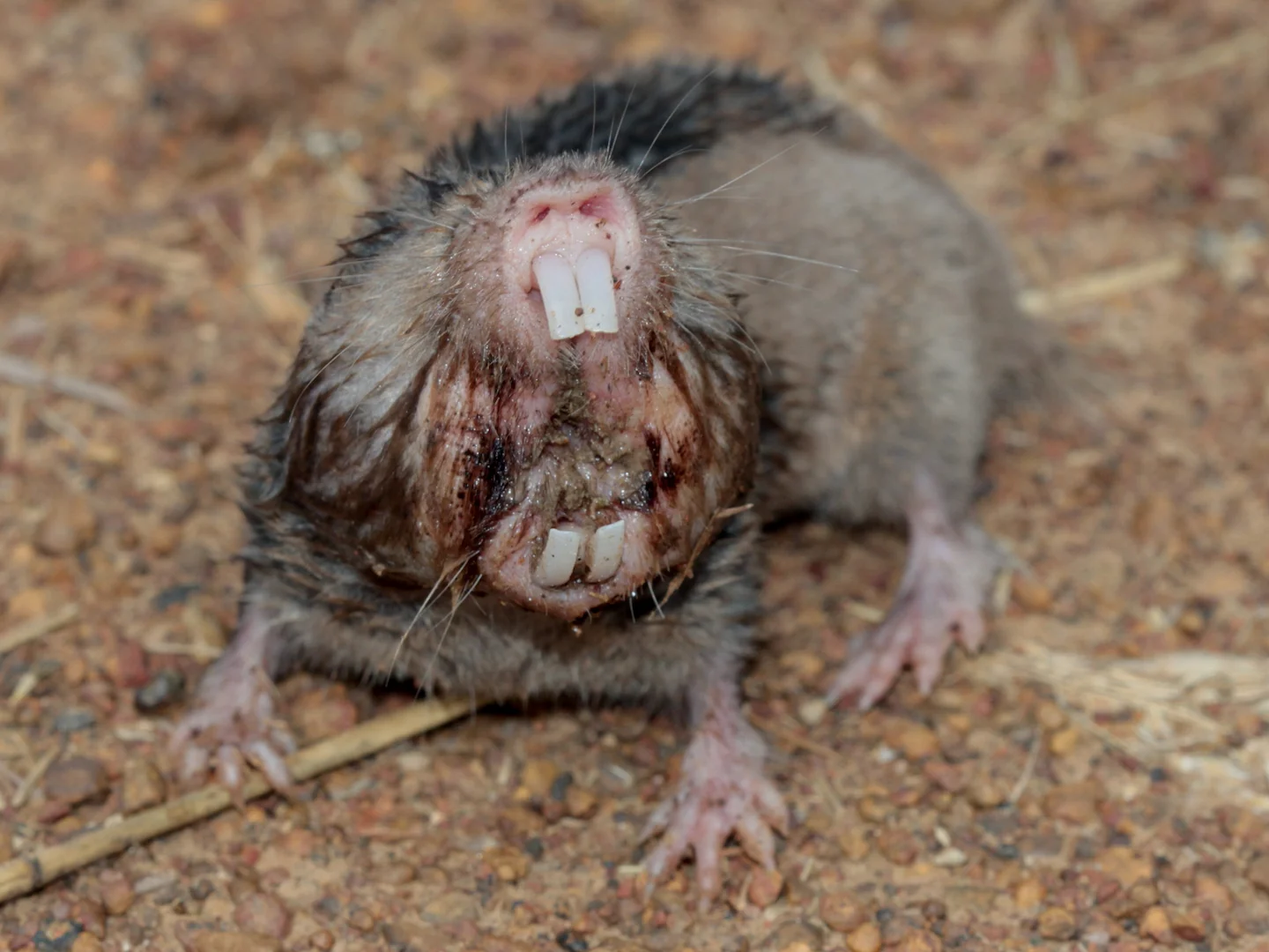 Photo of Micklem se molrat (Fukomys micklemi)