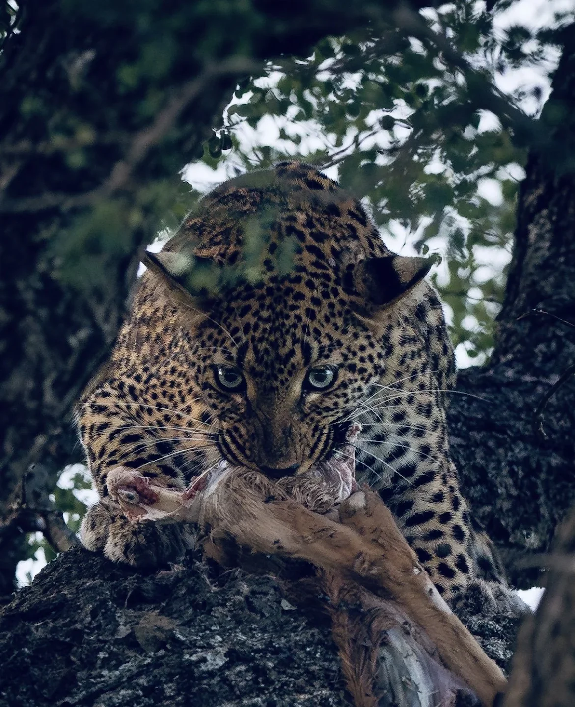Leopard Hunting in Cameroon: A Hunter's Guide