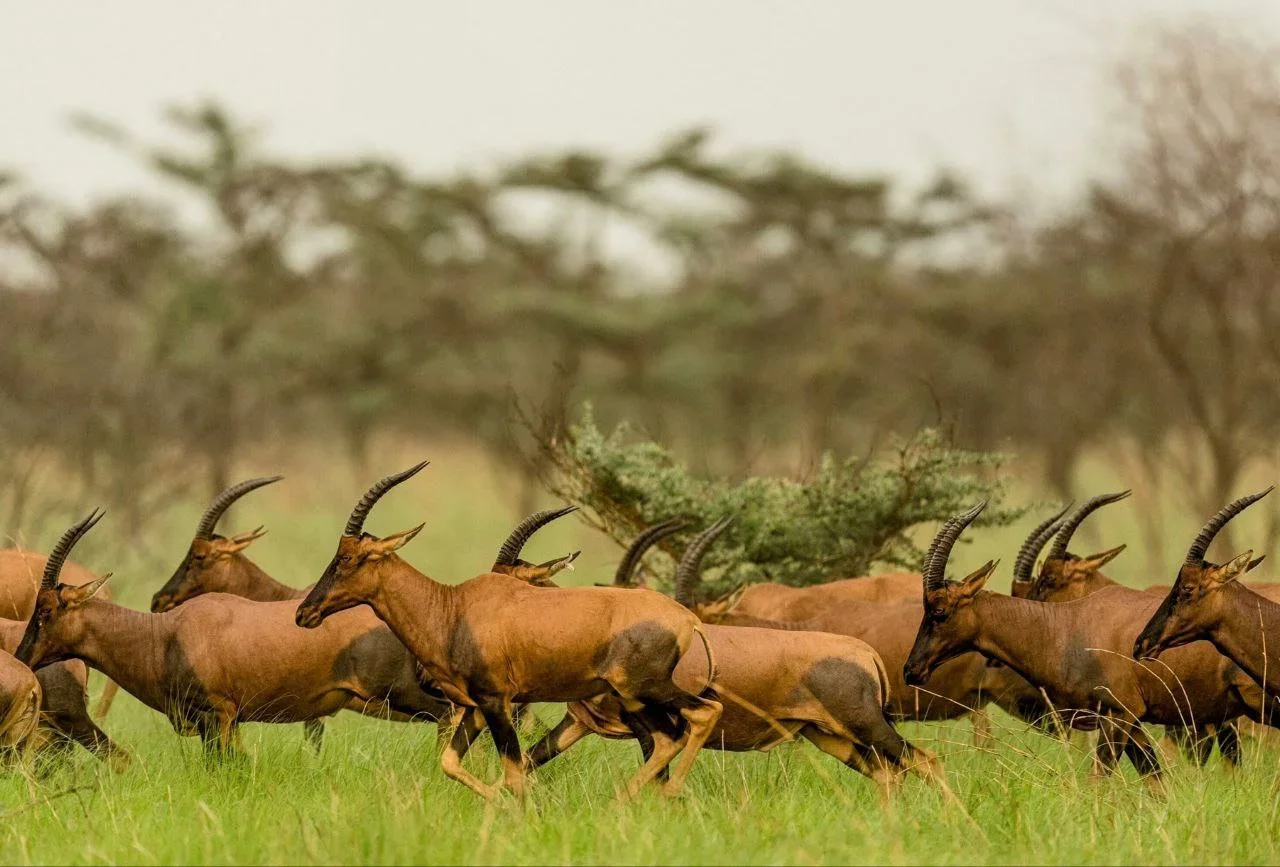 South Sudan Wildlife Crisis: Can the World's Largest Migration Coexist with Resident Species?