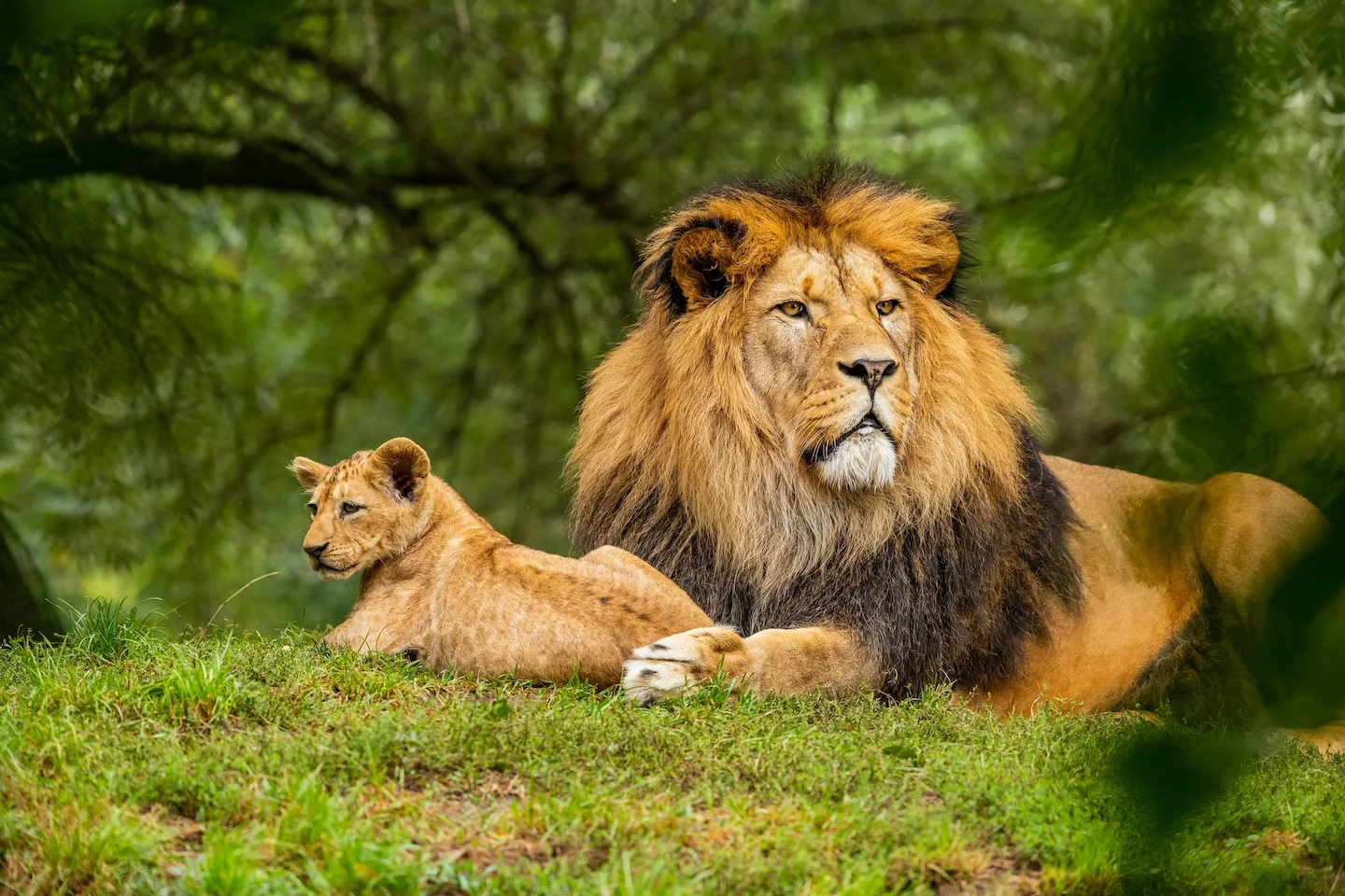 NIASSA Hunting: Exploring Mozambique’s Wilderness, Game Species, and Ethical Practices in One of Africa’s Last Great Fro…