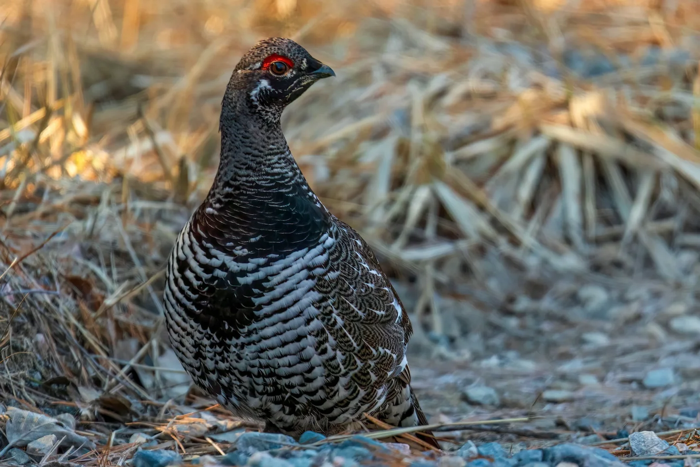 Hunting in the ABITIBI-TÉMISCAMINGUE Region: Explore the Hunting Seasons and Rich Traditions of the Area, Laws, Clubs an…