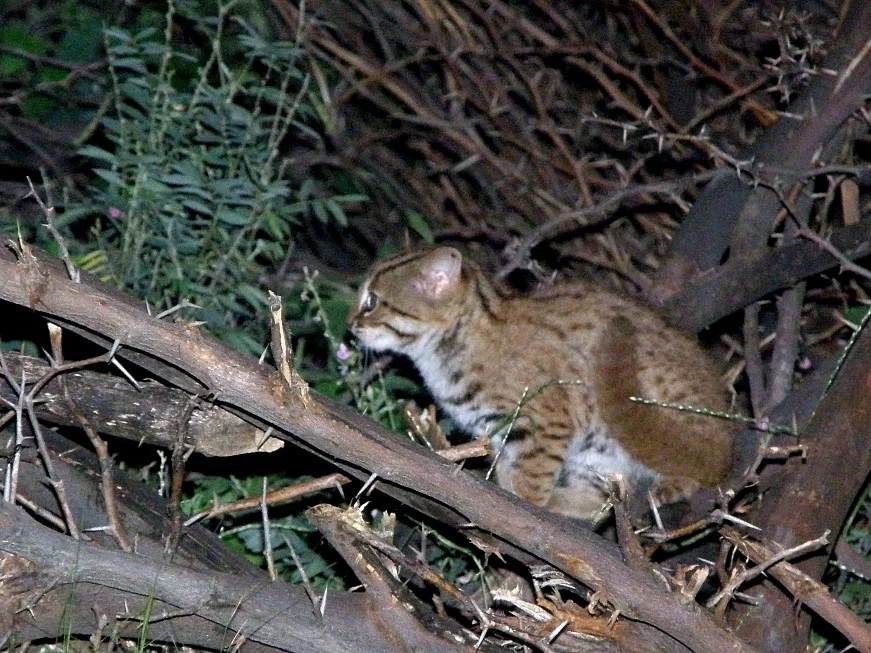 Photo of Roesgevlekte kat (Prionailurus rubiginosus)