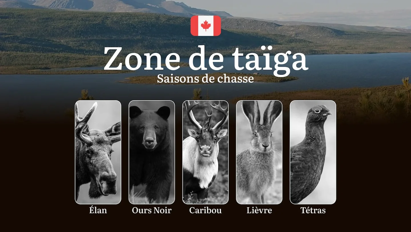 Saisons de chasse en ZONE DE TAÏGA (Canada): Les règles à connaître, les meilleures dates et les conseils pratiques